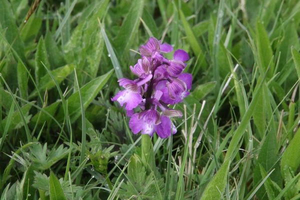 photo of Green Winged Orchid