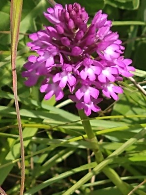 photo of Pyramidal Orchid