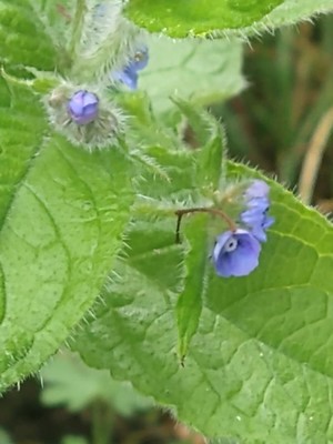 photo of Green Alkanet
