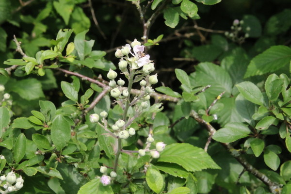 photo of Elm Leaved Bramble