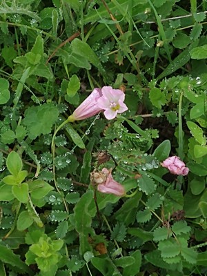 photo of Field Bindweed