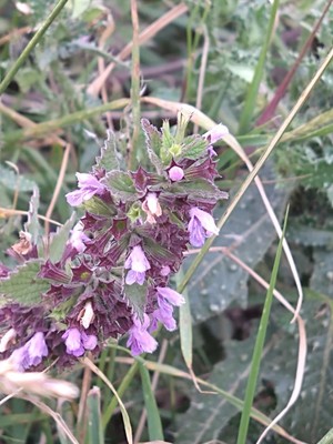 photo of Black Horehound