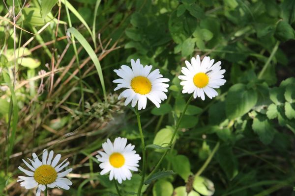 photo of Oxeye Daisy