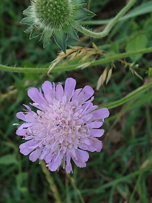 photo of Field Scabious