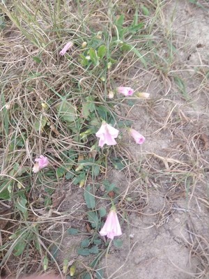 photo of Field Bindweed