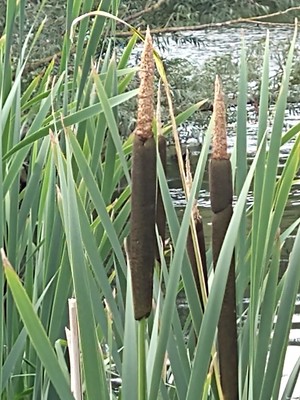 photo of Bulrush