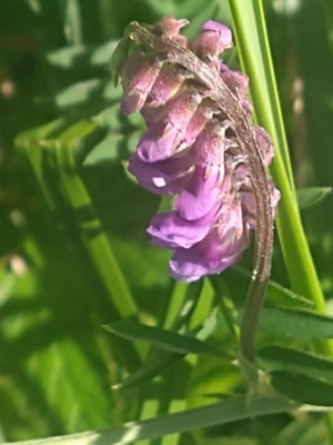 photo of Fodder Vetch