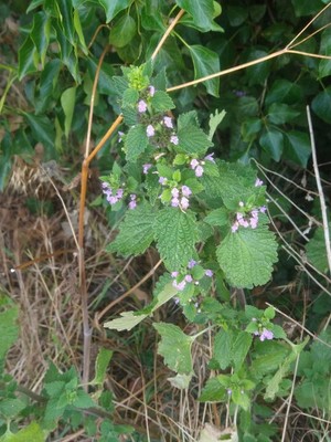 photo of Black Horehound