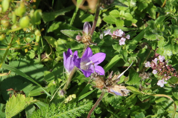 photo of Clustered Bellfower