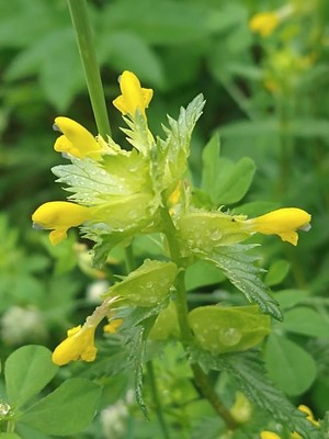 photo of Yellow Rattle