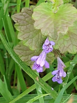 photo of Ground Ivy