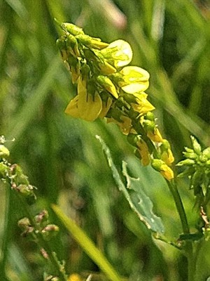 photo of Ribbed Melilot