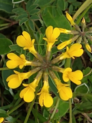 photo of Horseshoe Vetch