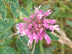 photo of Red Clover