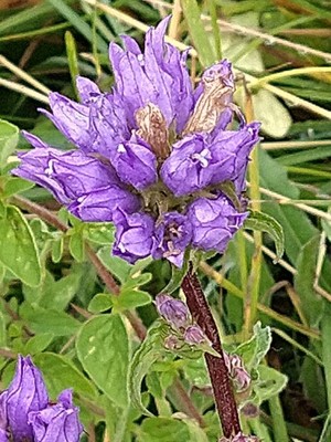 photo of Clustered Bellfower