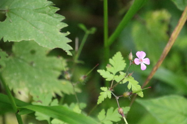 photo of Herb Robert
