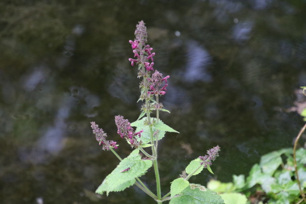 photo of Hedge Woundwort