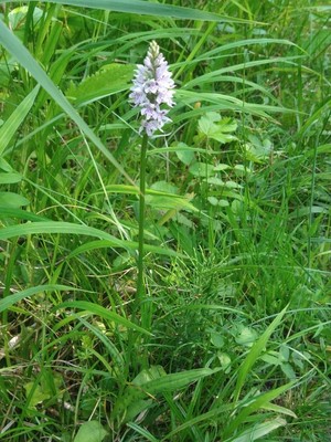 photo of Common Spotted Orchid