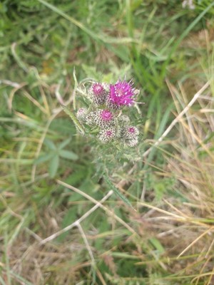 photo of Marsh Thistle