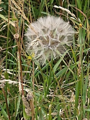 photo of Goat's Beard