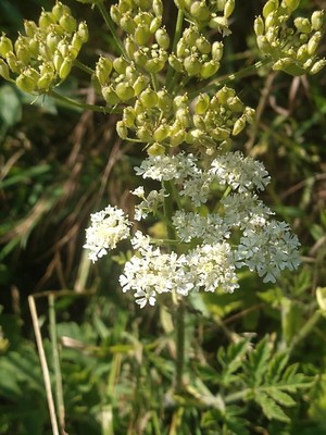 photo of Cow Parsley