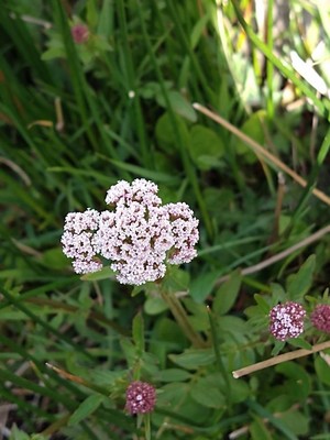 photo of Marsh Valerian
