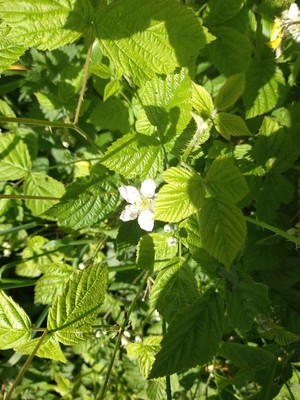 photo of Dewberry