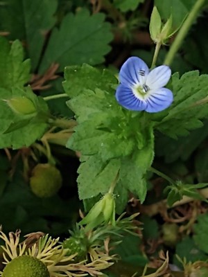 photo of Common Field Speedwell