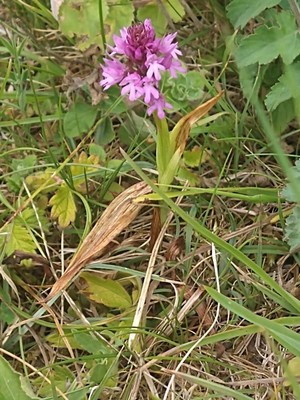 photo of Pyramidal Orchid
