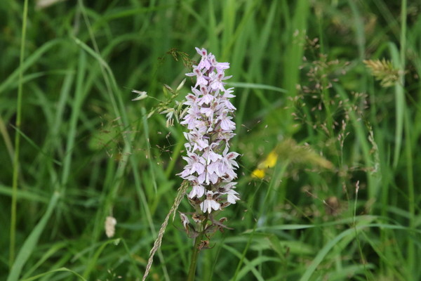 photo of Common Spotted Orchid