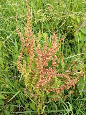 photo of Curled Dock