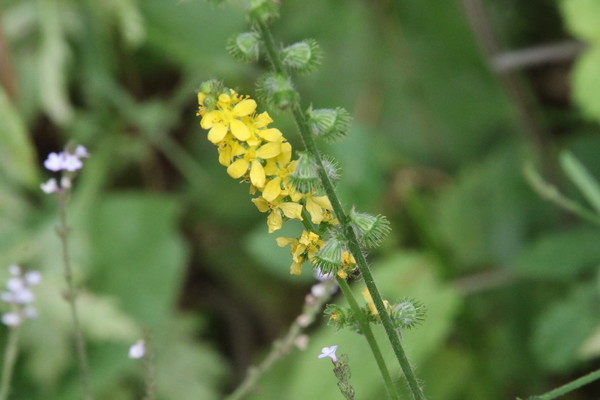 photo of Agrimony