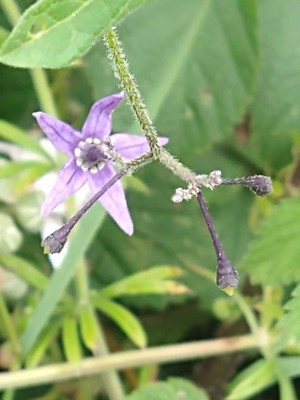 photo of Bittersweet