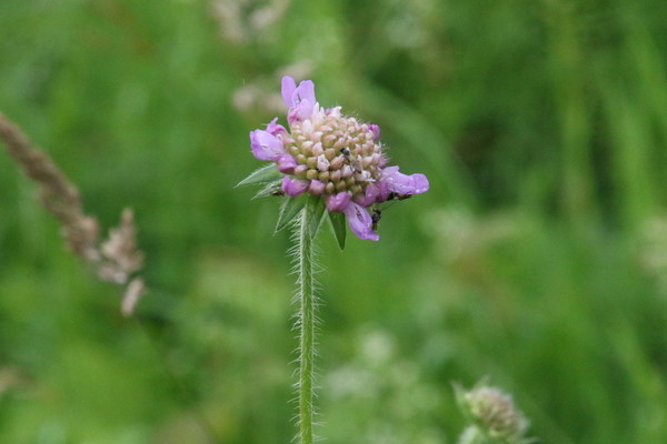 photo of Field Scabious