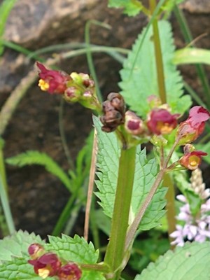 photo of Water Figwort