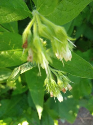 photo of Common Comfrey