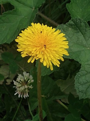photo of Dandelion