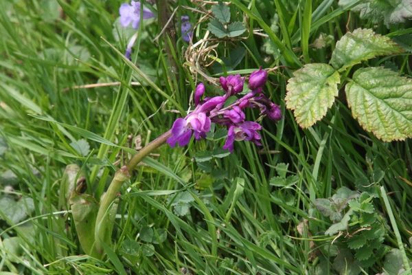 photo of Early Purple Orchid