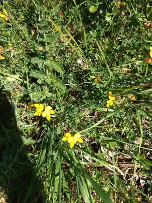 photo of Bird's Foot Trefoil