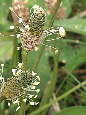 photo of Ribwort Plantain