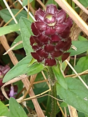 photo of Selfheal
