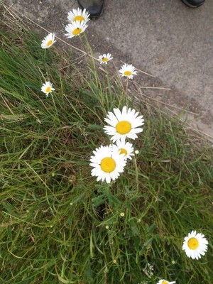 photo of Oxeye Daisy
