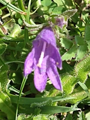 photo of Clustered Bellfower