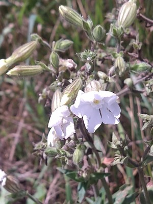 photo of White Campion
