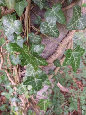 photo of Ivy