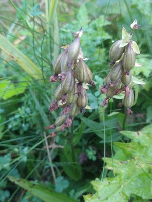 photo of Marsh Helleborine