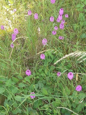 photo of Pyramidal Orchid