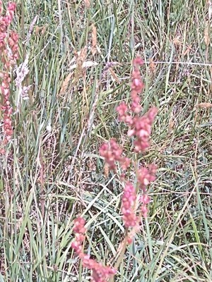 photo of Sheeps Sorrel