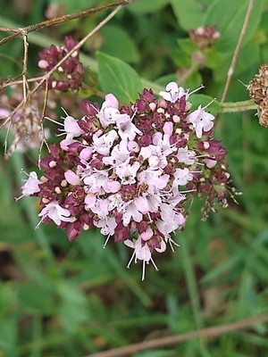 photo of Wild Marjoram