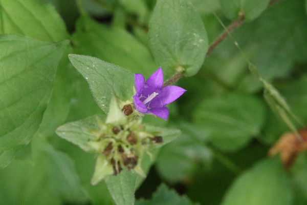 photo of Clustered Bellfower